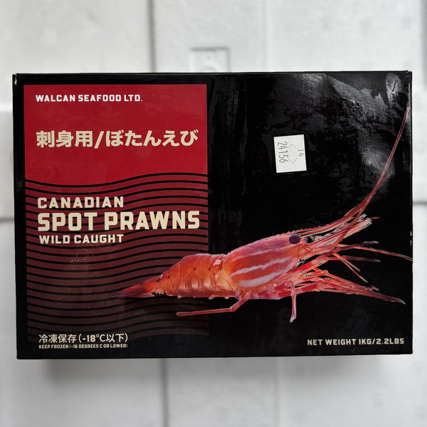 🎗️BOTAN EBI  M<br/>ボタン海老 M🉐