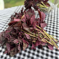 AKA SHISO<br>赤紫蘇