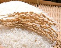 KOSHIHIKARI RICE<br>日本米【こしひかり】